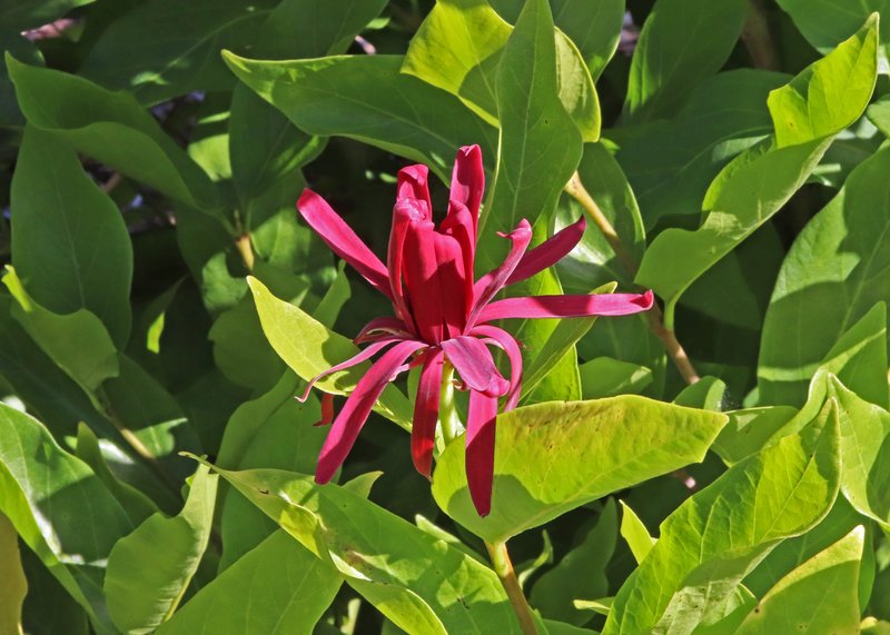 Western Sweetshrub