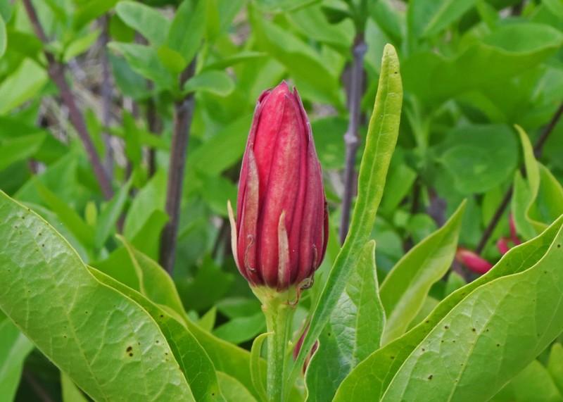 Western Sweetshrub photo 2