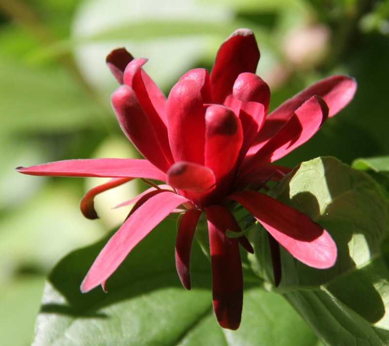 Western Sweetshrub photo 3