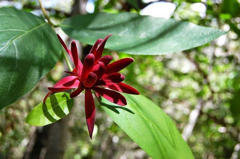 Western Sweetshrub photo 4