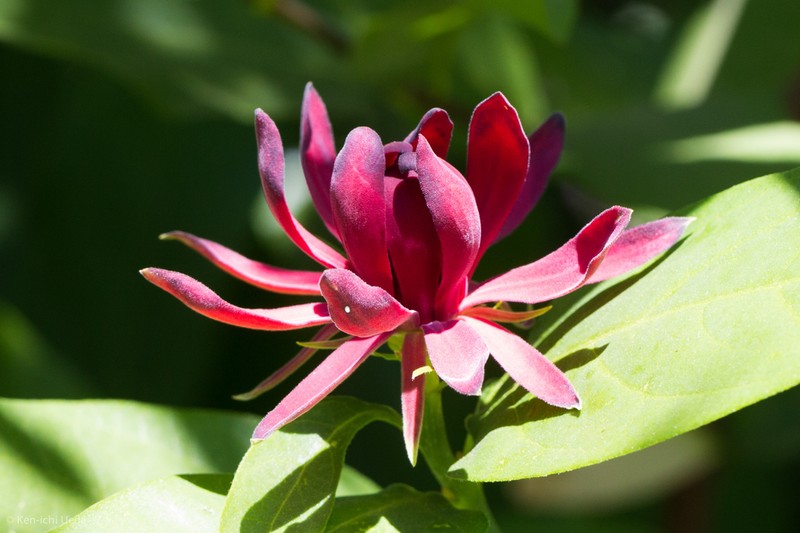 Western Sweetshrub photo 5