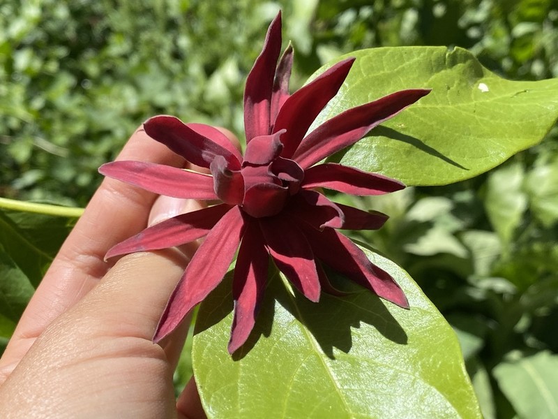 Western Sweetshrub photo 6