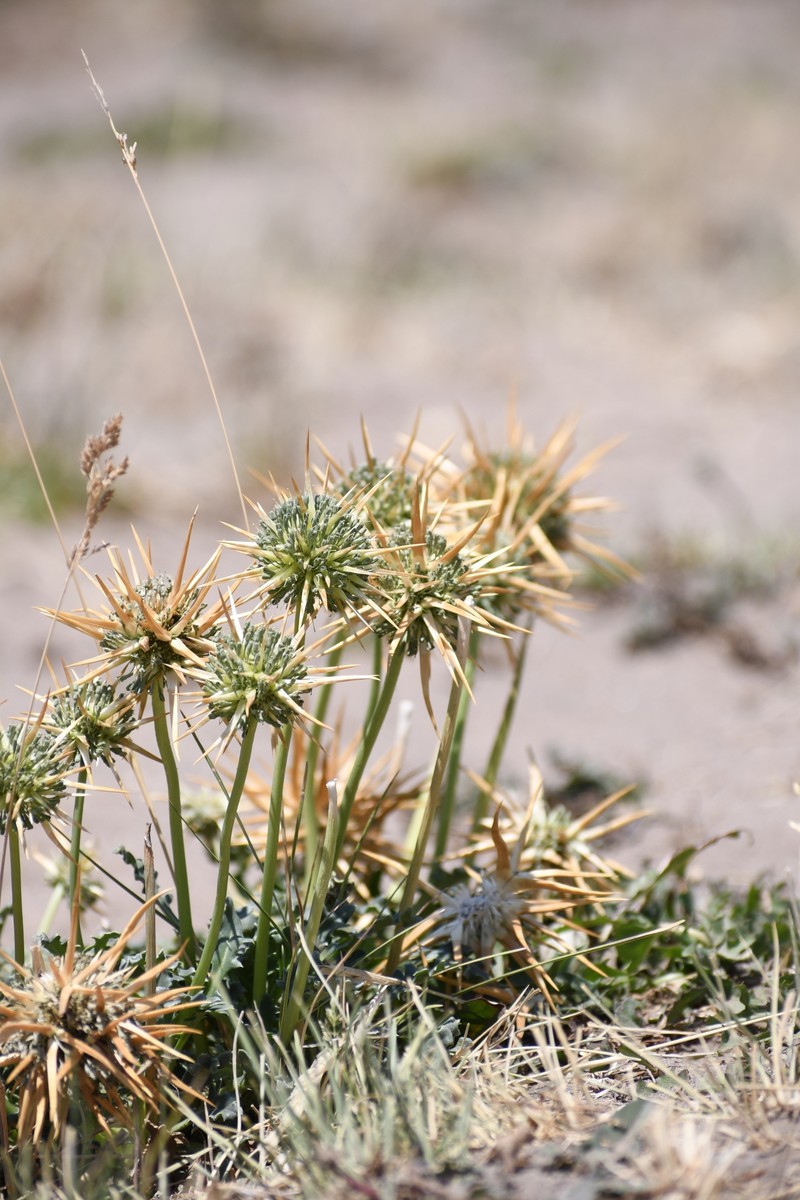 Calycera herbacea var. herbacea