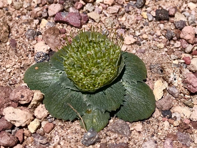 Calycera monocephala