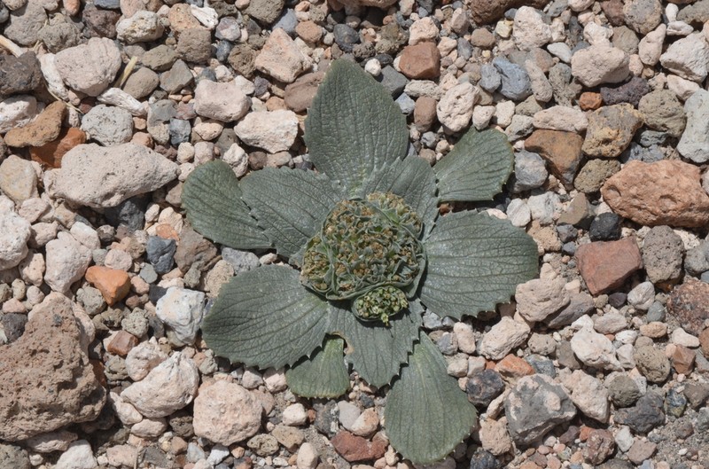 Calycera monocephala photo 2