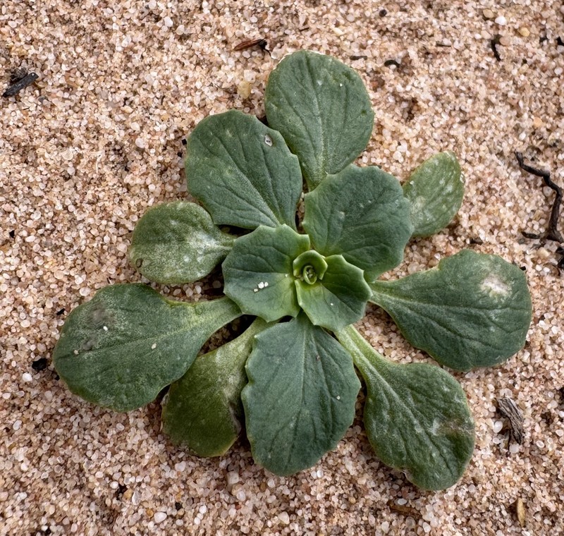 Calycera monocephala photo 3
