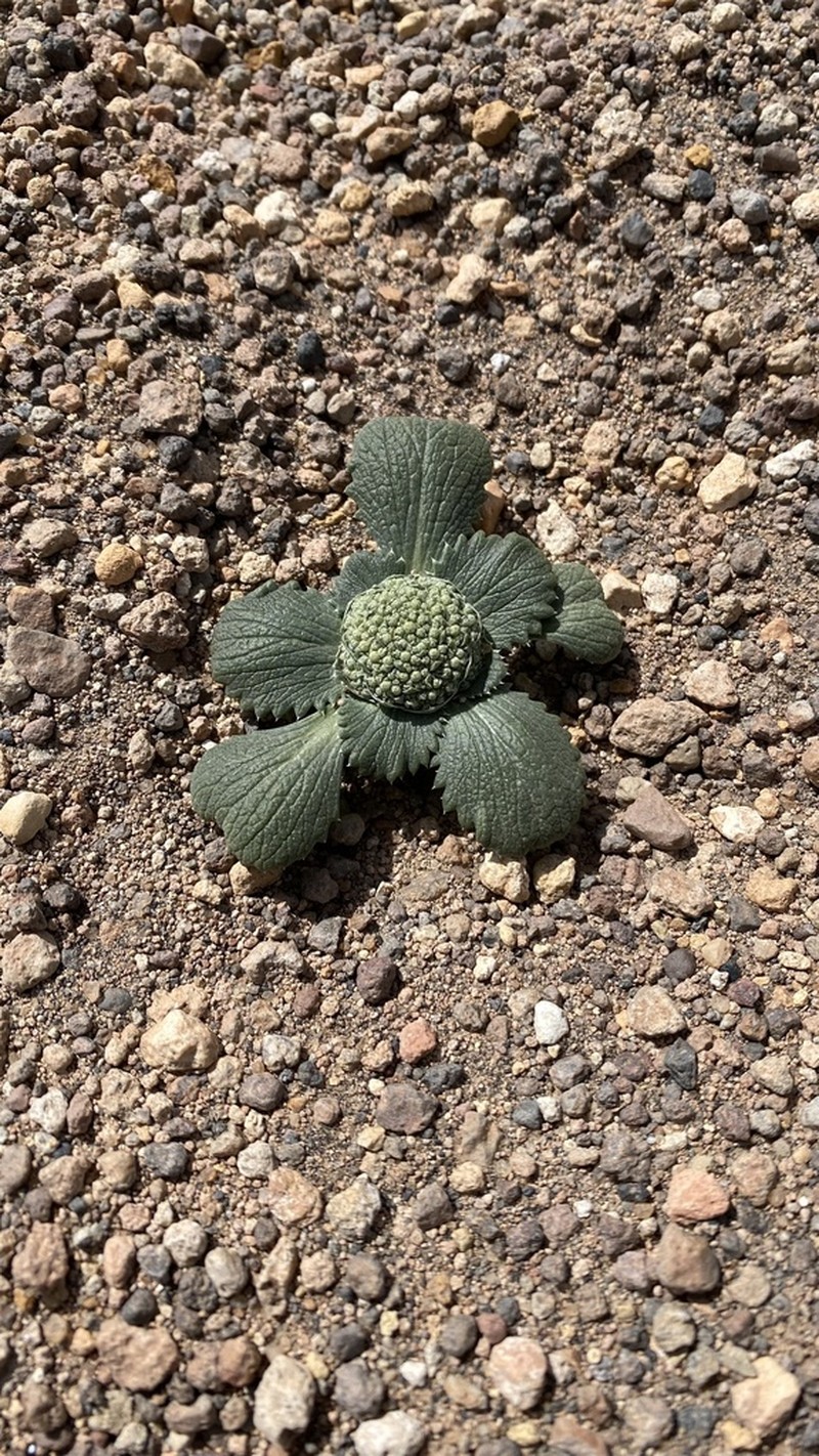 Calycera monocephala photo 4