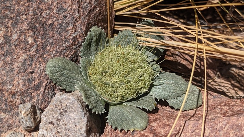 Calycera monocephala photo 5