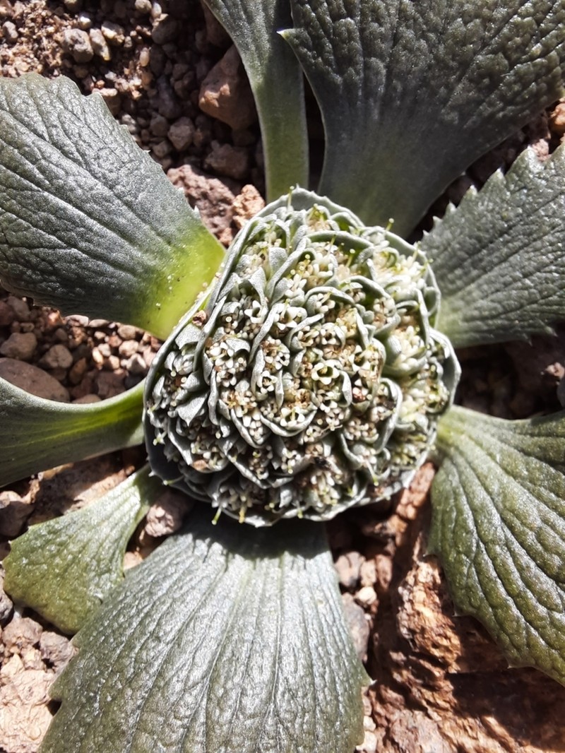 Calycera monocephala photo 6