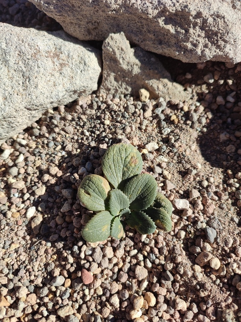Calycera monocephala photo 8