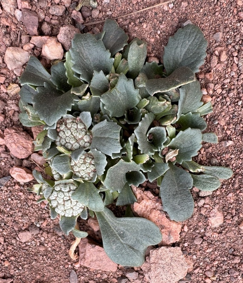 Calycera necronensis