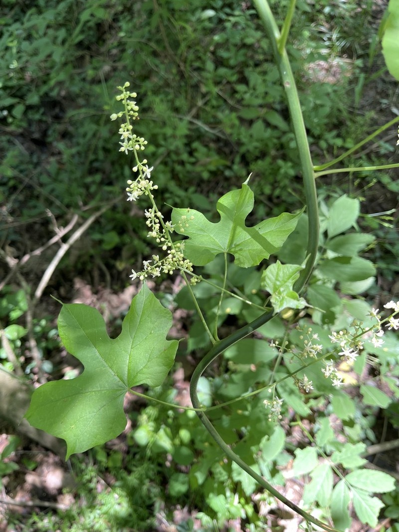 Cupseed photo 2