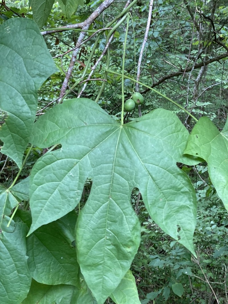 Cupseed photo 3