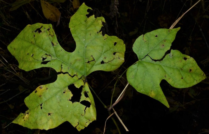 Cupseed photo 4