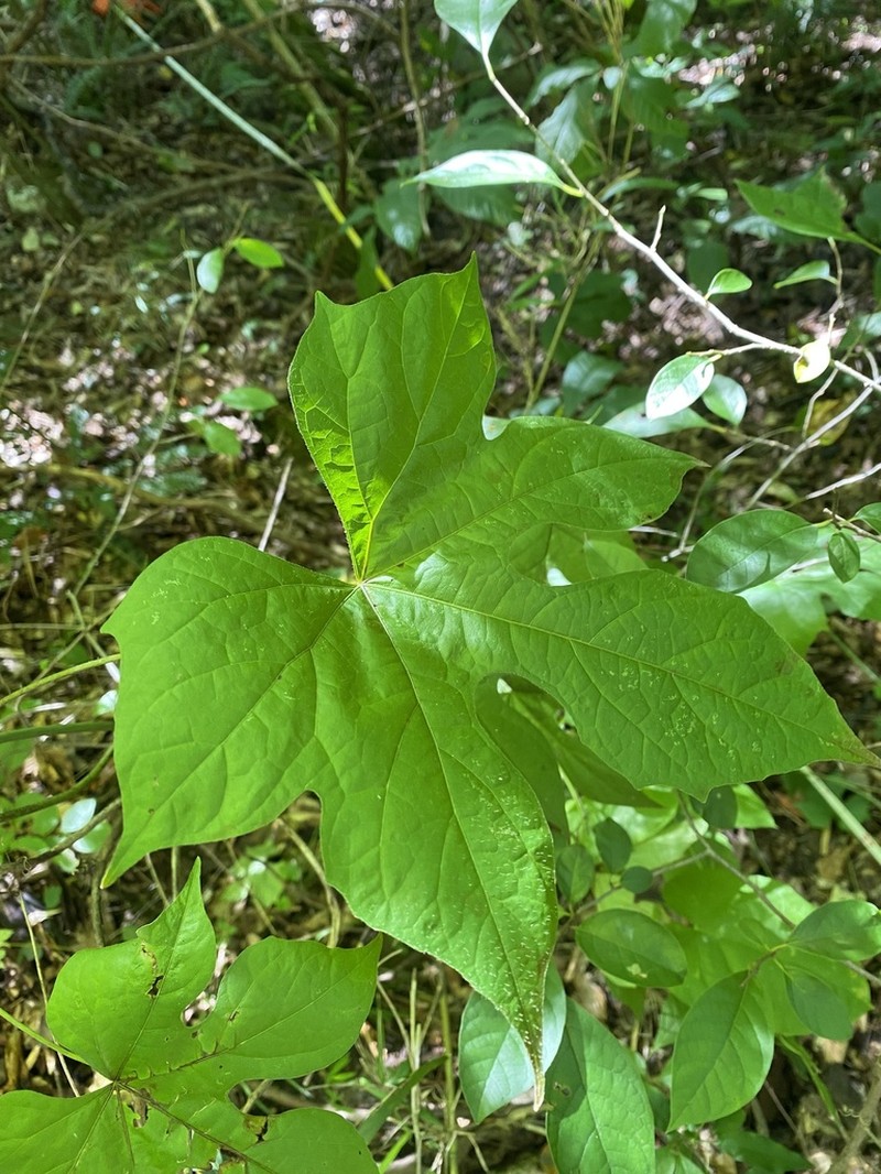 Cupseed photo 5