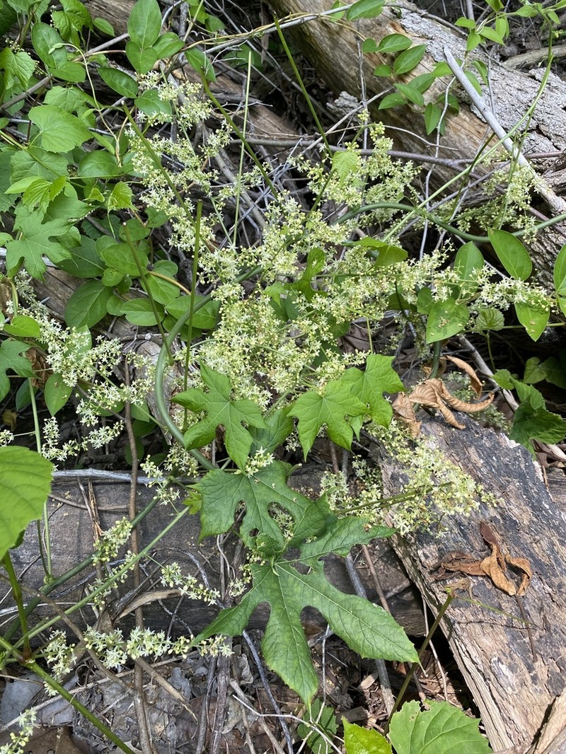 Cupseed photo 6
