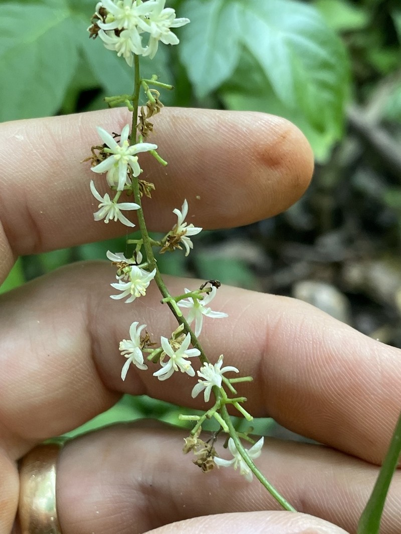 Cupseed photo 7