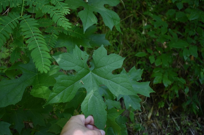 Cupseed photo 8