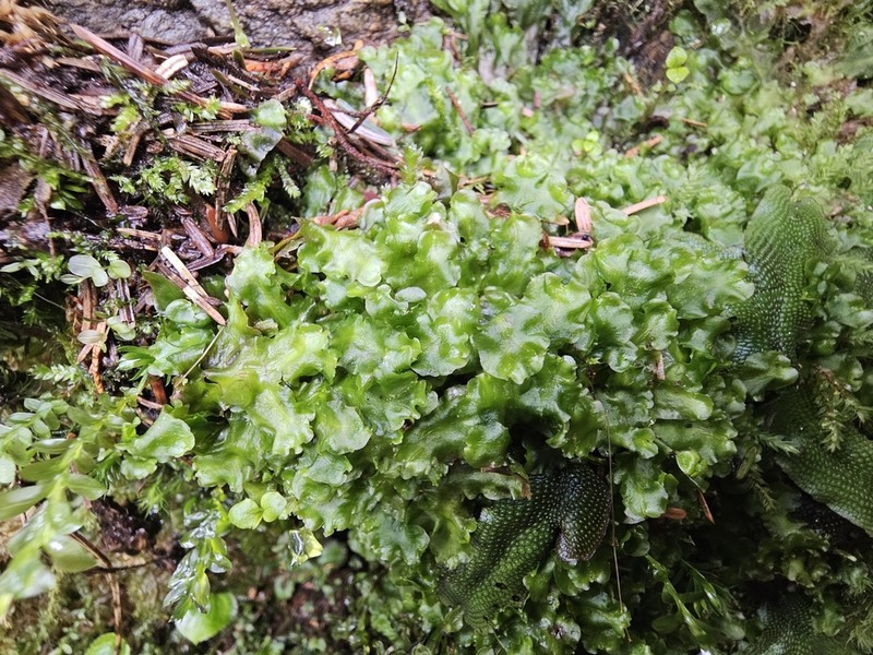 Calycularia laa photo 3