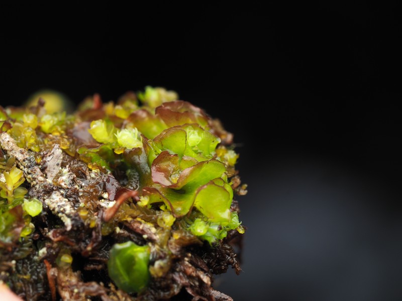 Calycularia laa photo 5