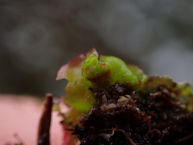 Calycularia laa photo 6