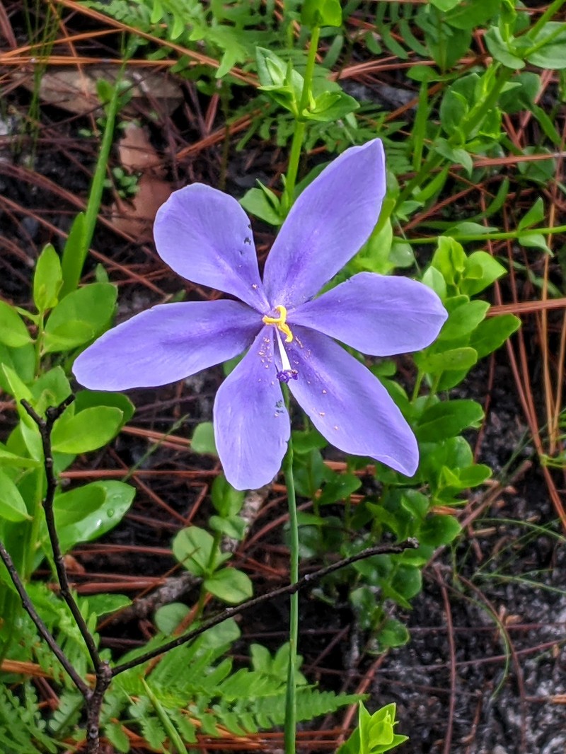 Bartram's Ixia photo 2