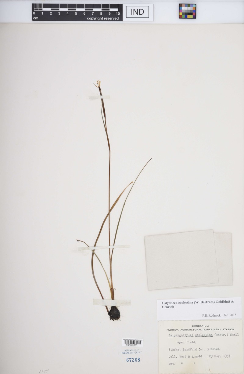 Bartram's Ixia photo 3