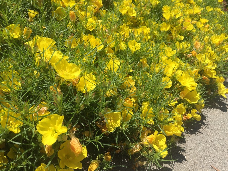 Hartweg's Sundrops