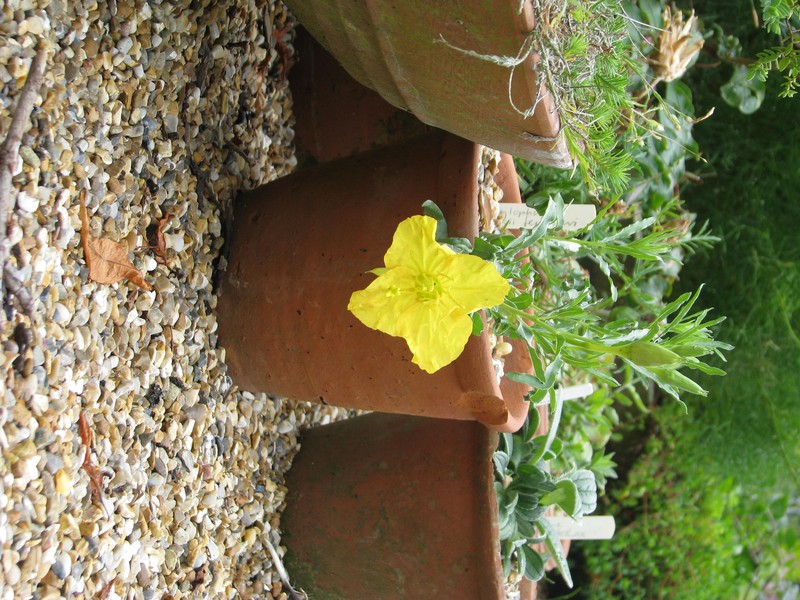 Hartweg's Sundrops photo 2