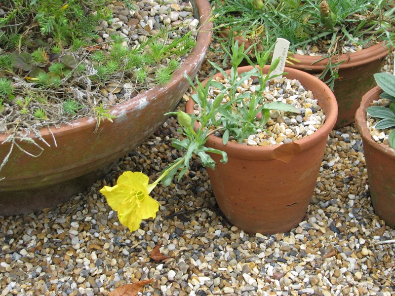 Hartweg's Sundrops photo 3