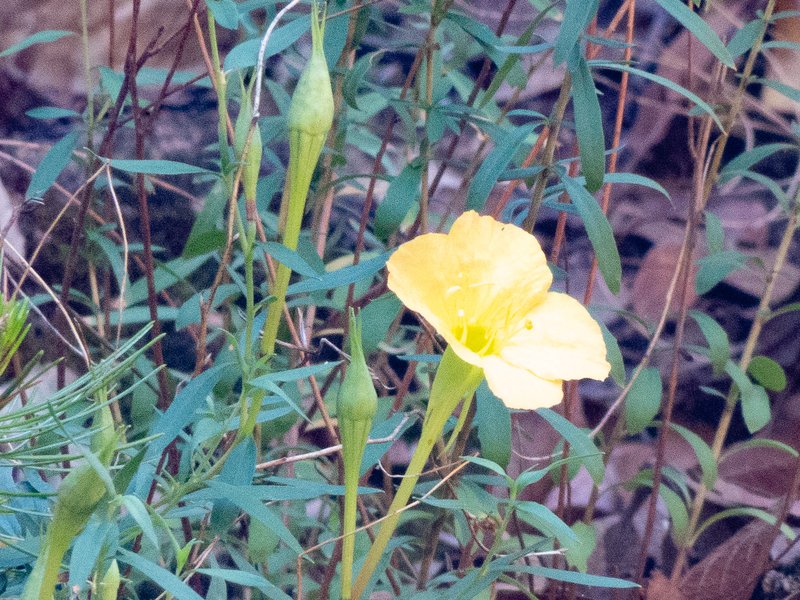Hartweg's Sundrops photo 4