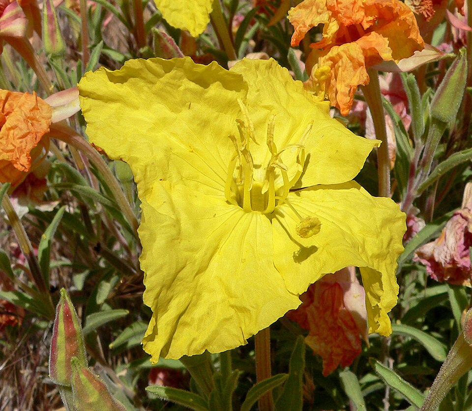 Lavenderleaf Sundrops