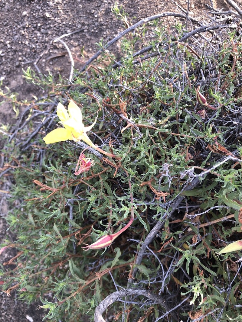 Lavenderleaf Sundrops photo 3