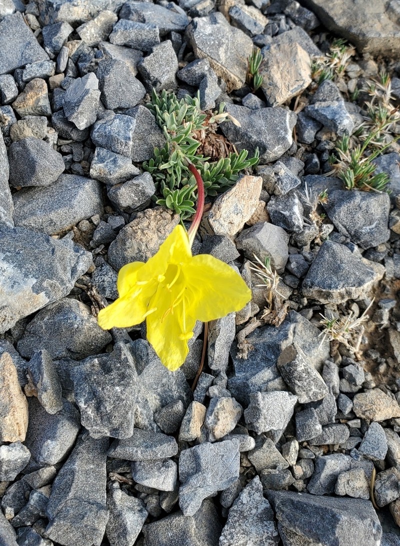Lavenderleaf Sundrops photo 4