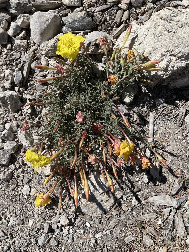 Lavenderleaf Sundrops photo 5
