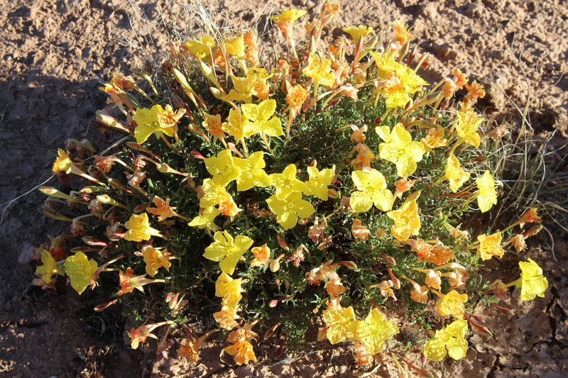 Lavenderleaf Sundrops photo 6