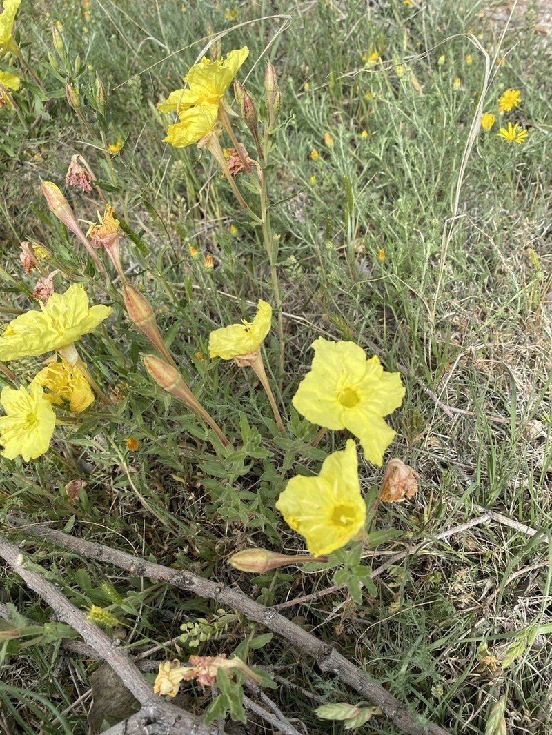 Lavenderleaf Sundrops photo 7