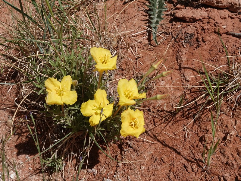 Lavenderleaf Sundrops photo 8