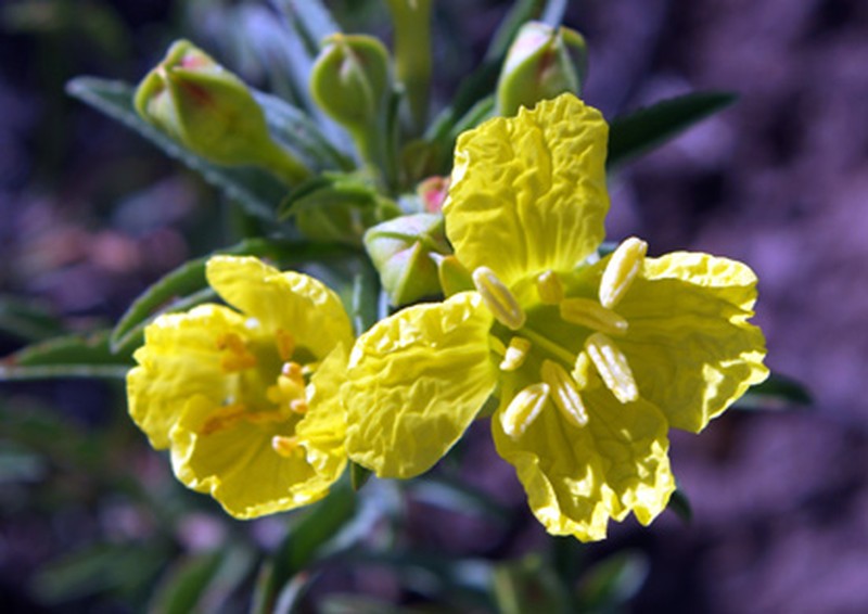 Yellow Sundrops