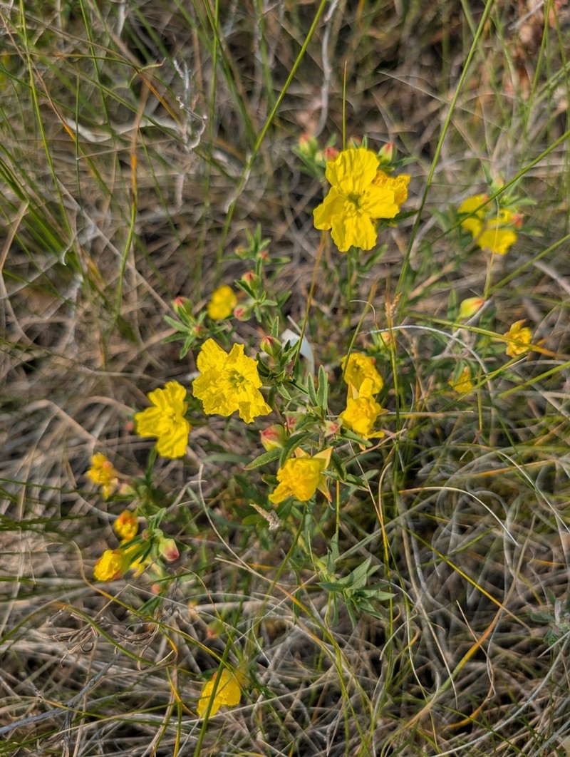 Yellow Sundrops photo 3