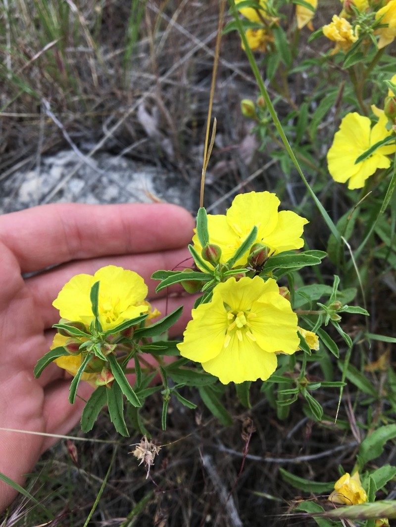 Yellow Sundrops photo 4