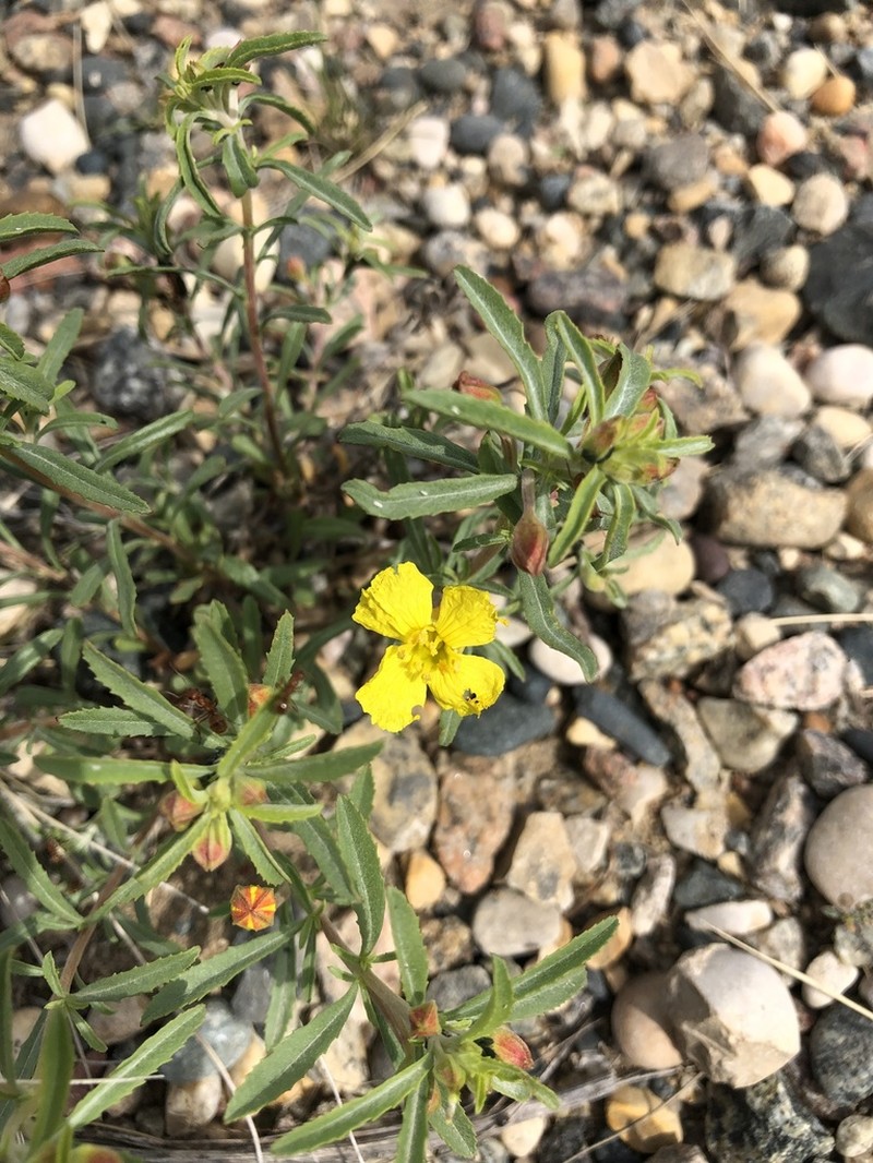 Yellow Sundrops photo 5