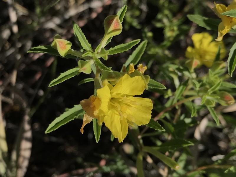 Yellow Sundrops photo 6