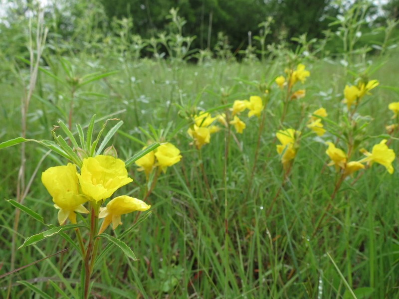 Yellow Sundrops photo 7