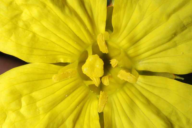 Yellow Sundrops photo 8