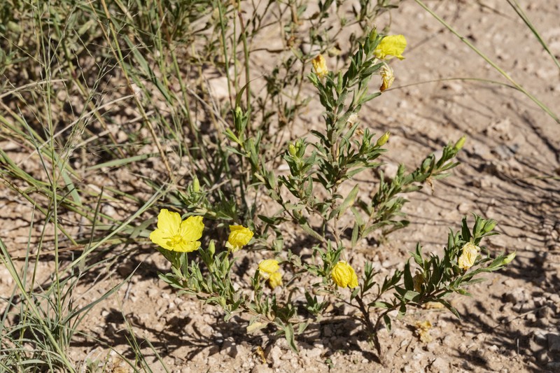 Texas Sundrops photo 2