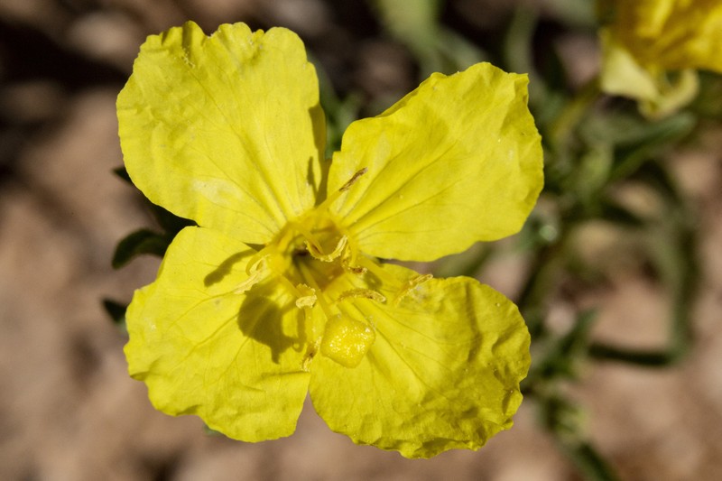 Texas Sundrops
