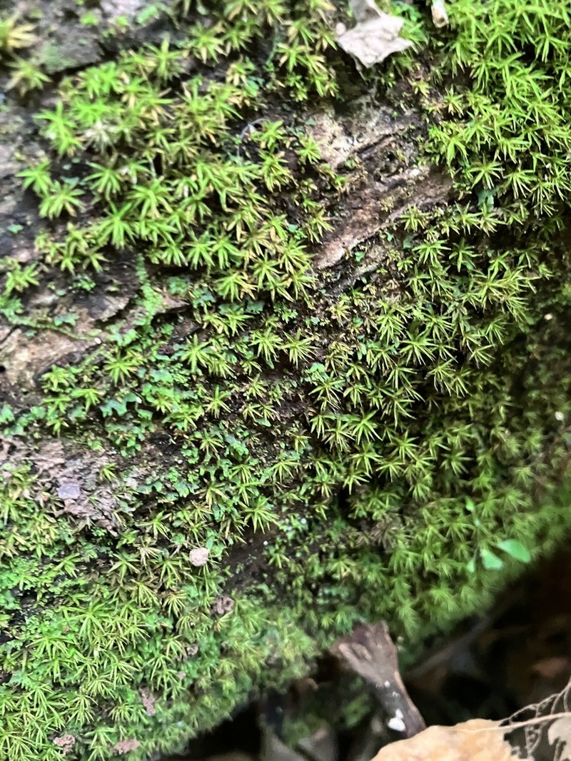 Afzel's Calymperes Moss