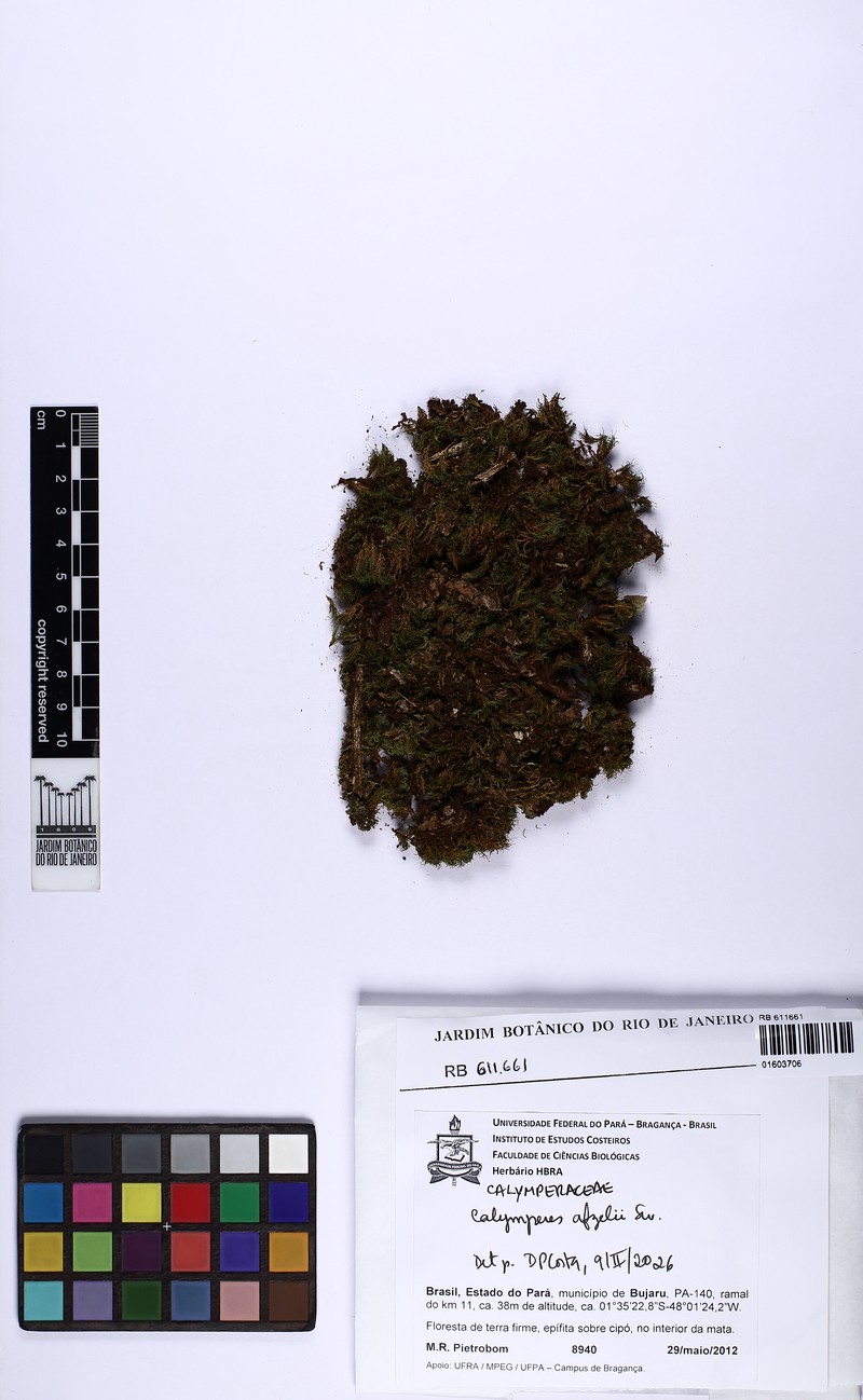 Afzel's Calymperes Moss photo 3