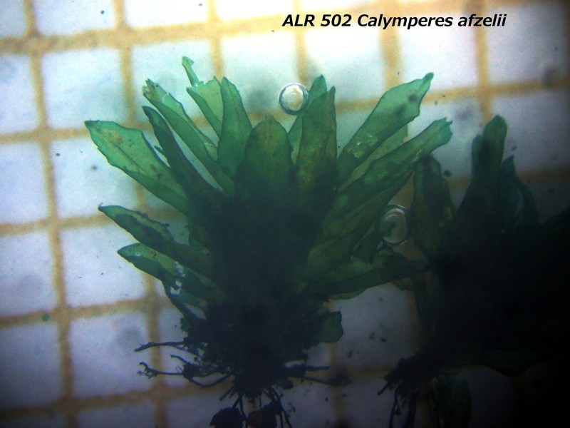 Afzel's Calymperes Moss photo 5